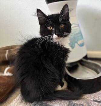 Oreo Jr. -  Domestic Medium Hair Cat for Adoption in Denver, Colorado - Oreo Jr. | PetCurious