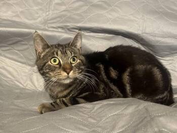 Lieutenant Dan -  Domestic Short Hair Cat for Adoption in Williamsport, Pennsylvania - Lieutenant Dan | PetCurious