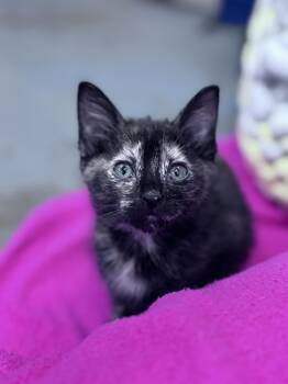 Rescue Domestic Short Hair Cats for Adoption in Mount Pleasant, South Carolina - Letty Ortiz | PetCurious