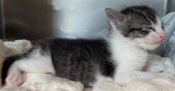Domestic Short Hair Cats Available for Adoption - ELLA | PetCurious