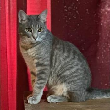 Rescue Domestic Short Hair Cats for Adoption in Warr Acres, Oklahoma - Stripes | PetCurious