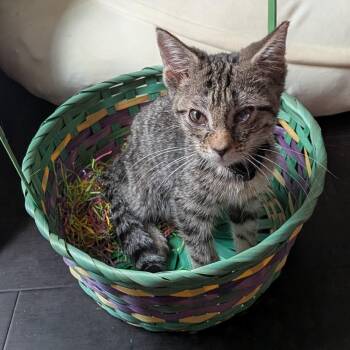 Domestic Short Hair Cats Available for Adoption in Fairfax Station, Virginia - Jojo | PetCurious