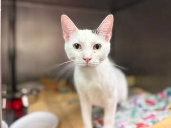 ANEE -  Domestic Short Hair Cat for Adoption in Fort Wayne, Indiana - ANEE | PetCurious