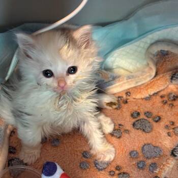 Olive Oyl -  Domestic Long Hair Cat for Adoption in Galax, Virginia - Olive Oyl | PetCurious