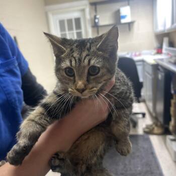 Portia -  Domestic Short Hair Cat for Adoption in Lewisburg, West Virginia - Portia | PetCurious