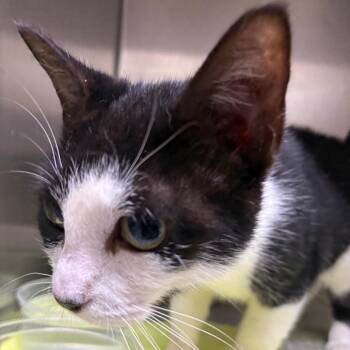 Isabelle -  Domestic Short Hair Cat for Adoption in Milton, Florida - Isabelle | PetCurious