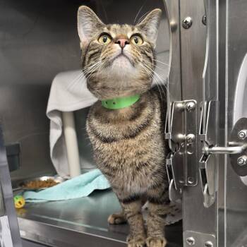 Domestic Short Hair Cats Available for Adoption in Fort Wayne, Indiana - California | PetCurious