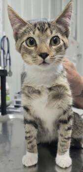 Terra -  Domestic Short Hair Cat for Adoption in Hillsdale, Indiana - Terra | PetCurious