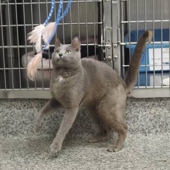 Domestic Short Hair Cats Available for Adoption in Falls Church, Virginia - Spike | PetCurious
