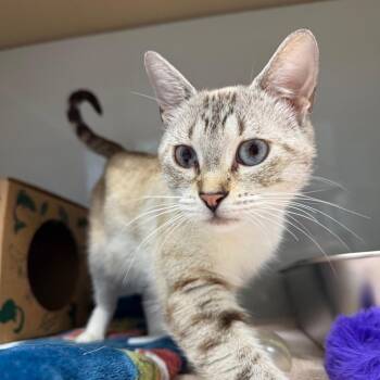 Birria -  Domestic Short Hair Cat for Adoption in Saint Charles, Missouri - Birria | PetCurious