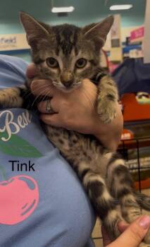 Tink -  Domestic Short Hair Cat for Adoption in The Woodlands, Texas - Tink | PetCurious