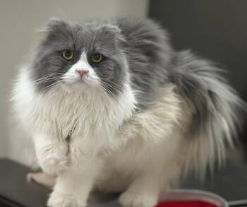 Scottish Fold Cats Available for Adoption in Snow Hill, Maryland - Monk | PetCurious
