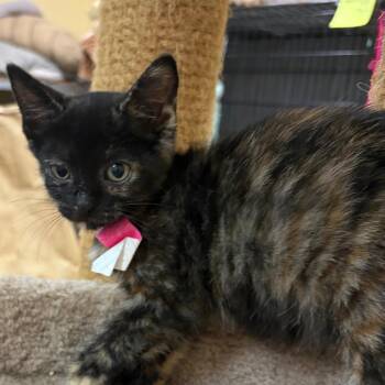 Yellow-polka-dot bikini -  Domestic Short Hair Cat for Adoption in Melrose, Florida - Yellow-polka-dot Bikini | PetCurious