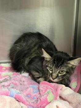 JASPER -  Domestic Medium Hair Cat for Adoption in Pasadena, Texas - JASPER | PetCurious