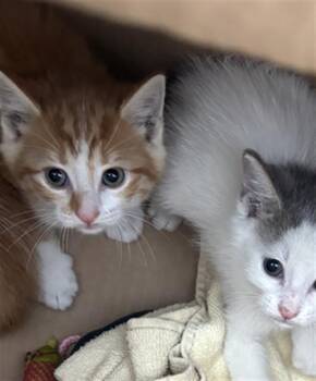PONKIEE -  Domestic Short Hair Cat for Adoption in Dallas, Texas - PONKIEE | PetCurious
