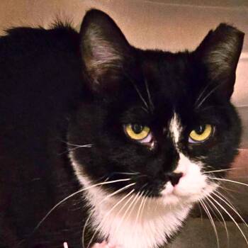 Rescue Domestic Short Hair Cats for Adoption in Nampa, Idaho - Ferra | PetCurious