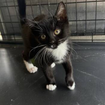 Domestic Short Hair Cats Available for Adoption in Wappingers Falls, New York - Margie (aka Mark) | PetCurious