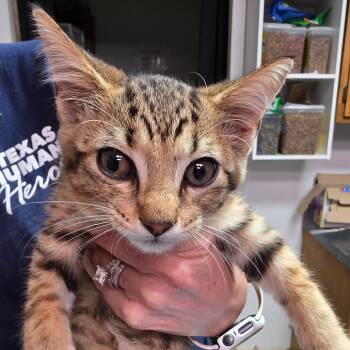 Florian -  Domestic Short Hair Cat for Adoption in Leander, Texas - Florian | PetCurious