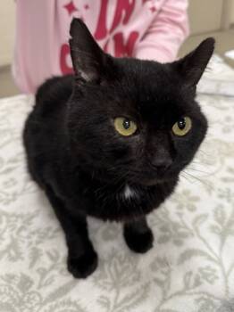 Rescue Domestic Short Hair Cats for Adoption in Fishers, Indiana - Fester | PetCurious