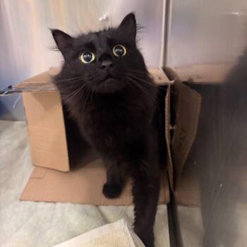 Domestic Long Hair Cats Available for Adoption in Spokane, Washington - Costco | PetCurious