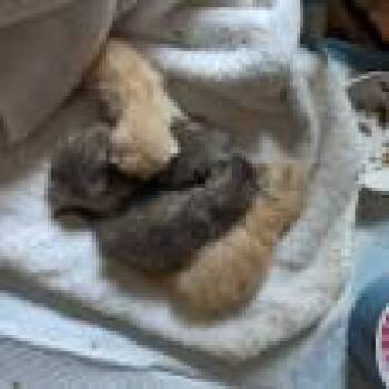 Alien - Special Needs -  Domestic Short Hair Cat for Adoption in Union, Missouri - Alien - Special Needs | PetCurious