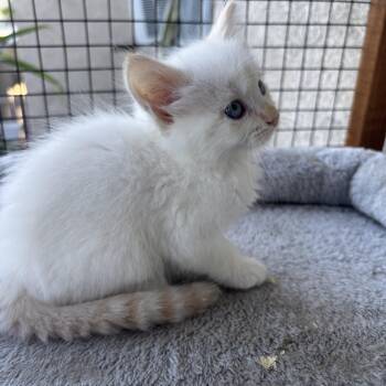 Rune -  Siamese Cat Available for Adoption in Costa Mesa, California - Rune | PetCurious