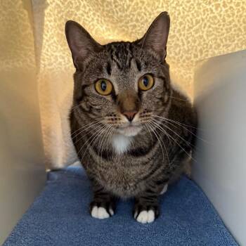 Meatball -  Domestic Short Hair Cat for Adoption in Goleta, California - Meatball | PetCurious