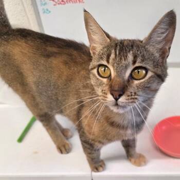 Bella -  Domestic Short Hair Cat for Adoption in Nashville, Tennessee - Bella | PetCurious