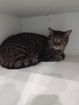 Marley -  Domestic Short Hair Cat for Adoption in Lunenburg, Vermont - Marley | PetCurious