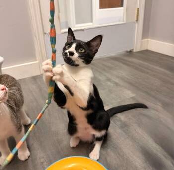 Flute -  Domestic Short Hair Cat for Adoption in Hudson, New Hampshire - Flute | PetCurious