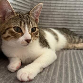 Lizzie -  Domestic Short Hair Cat for Adoption in Fort Lauderdale, Florida - Lizzie | PetCurious