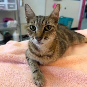 Baby Doll -  Domestic Short Hair Cat for Adoption in Austin, Texas - Baby Doll | PetCurious