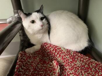 Domestic Short Hair Cats Available for Adoption - CINDY | PetCurious