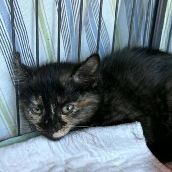 Solstice -  Domestic Short Hair Cat for Adoption in Gordonsville, Tennessee - Solstice | PetCurious