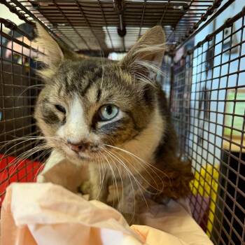 IVHS-Stray-140182 -  Domestic Short Hair Cat for Adoption in San Gabriel, California - IVHS-Stray-140182 | PetCurious