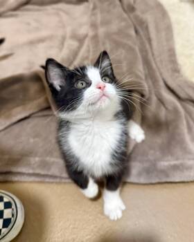 Rescue Domestic Short Hair Cats for Adoption in Agoura Hills, California - Dennis | PetCurious