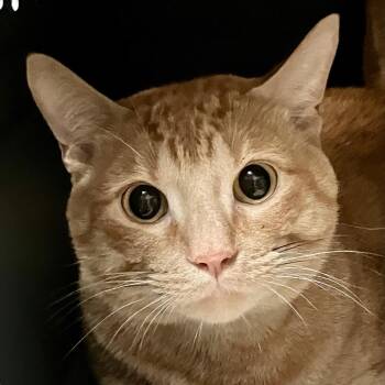 Domestic Short Hair Cats Available for Adoption - Simba | PetCurious