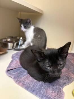 Hayato -  Domestic Short Hair Cat for Adoption in Fairfax, Virginia - Hayato | PetCurious