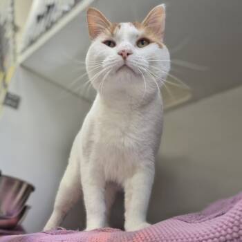 Rescue Domestic Short Hair Cats for Adoption in Newark, New Jersey - Joey | PetCurious