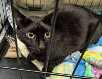 MAMA -  Domestic Short Hair Cat for Adoption in Kent, Washington - MAMA | PetCurious