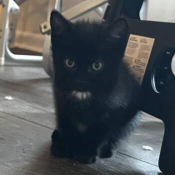 Domestic Short Hair Cats Available for Adoption in Tallahassee, Florida - BUSTER | PetCurious