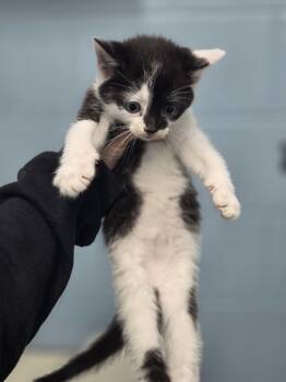 Rescue Domestic Short Hair Cats for Adoption in Evansville, Indiana - Blueberry Muffin | PetCurious