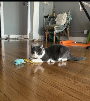 Rescue Domestic Short Hair Cats for Adoption in Plainfield, Illinois - Lenny | PetCurious