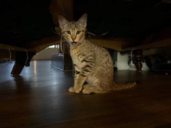 Rescue Domestic Short Hair Cats for Adoption in The Woodlands, Texas - Gavin | PetCurious