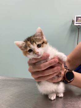 Rescue Domestic Short Hair Cats for Adoption in Athens, Tennessee - Ember | PetCurious