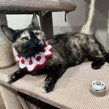 Hazel Argo -  Domestic Short Hair Cat for Adoption in Eagle Mountain, Utah - Hazel Argo | PetCurious