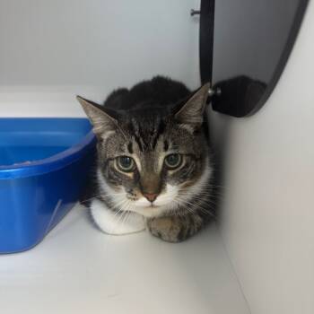 Rescue Domestic Medium Hair Cats for Adoption in Port Richey, Florida - Eris | PetCurious