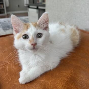 Luigi -  Domestic Medium Hair Cat for Adoption in Lilburn, Georgia - Luigi | PetCurious