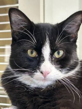 Domino -  Domestic Short Hair Cat for Adoption in Hamilton, Montana - Domino | PetCurious