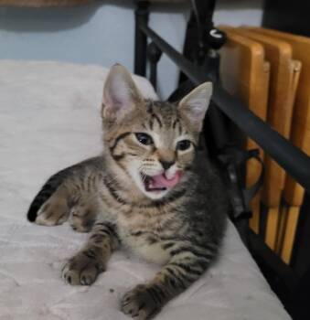 Winnie -  American Shorthair Cat for Adoption in Tampa, Florida - Winnie | PetCurious